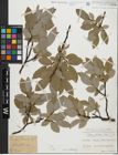 Foto von Salix glabra Scop.